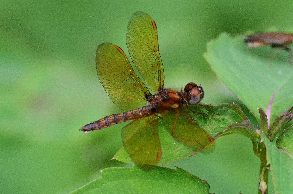 040 2013-06092763 Shrewsbury, MA.JPG - Eastern Amberwing (Perithemis tenera). Dean Park, Shrewsbury, MA, 6-9-2013